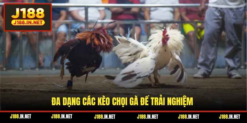 Đa dạng các kèo chọi gà để trải nghiệm